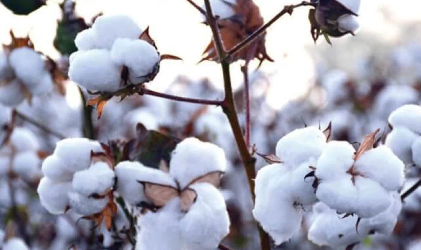 Organic Cotton